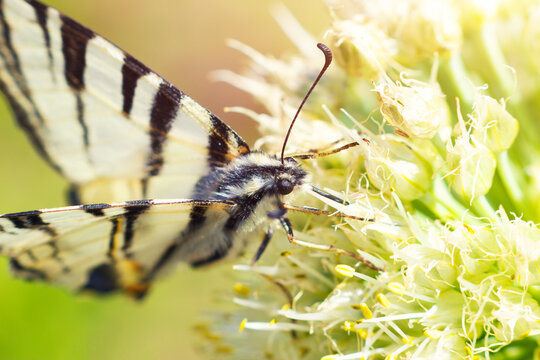 Butterfly drink nectar. Macro photo with Scarce Swallowtail Butterfly (Iphiclides Podalirius)