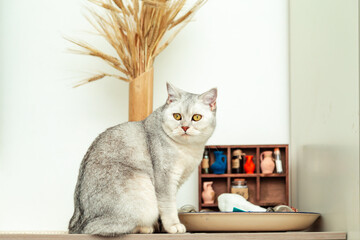 Beautiful British cat color silver chinchilla at home.