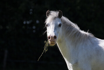 Portret siwego konia na słonecznej łące