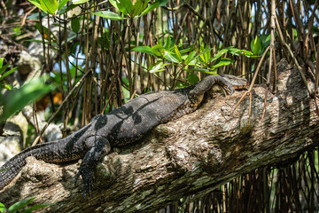 Large monitor lizard taking sunbath in the jungle