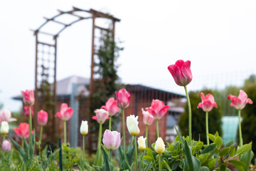 Piękne kwiaty tulipanów kwitnące w ogrodzie, selektywne skupienie
Beautiful tulip flowers blooming in the garden, selective focus - obrazy, fototapety, plakaty