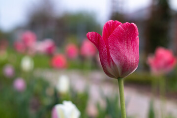 Piękne kwiaty tulipanów kwitnące w ogrodzie, selektywne skupienie
Beautiful tulip flowers blooming in the garden, selective focus