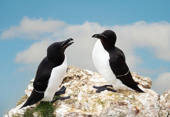 Close-up of two Razorbills bonding on a cliff