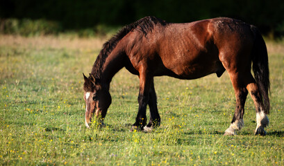 Dark brown horse grazing green grass in summer