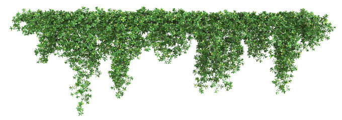 A trail of realistic ivy leaves or Ivy green with leaf. Png transparency - obrazy, fototapety, plakaty