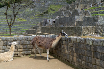 En las ruinas de Machu Picchu habitan las llamas