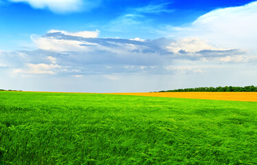 Green wheat field against a blue sky in brigh, summer day.  Summer landscape, Azov fields, Ukraine