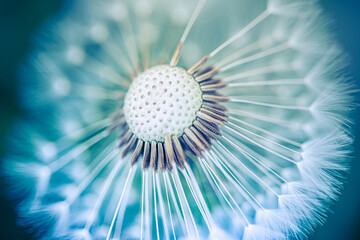 Closeup of dandelion on natural soft blurred background. Bright, delicate nature details. Inspirational nature concept, blue and green bokeh background. Fragile bright macro view, idyllic wallpaper