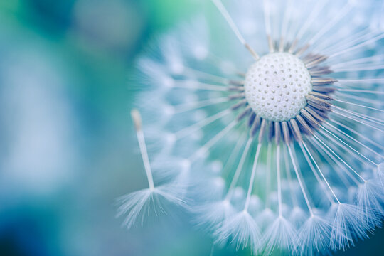 Closeup of dandelion on natural soft blurred background. Bright, delicate nature details. Inspirational nature concept, blue and green bokeh background. Fragile bright macro view, idyllic wallpaper