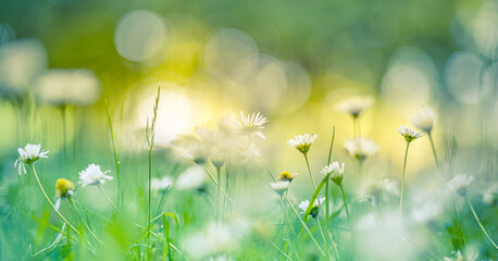 Idyllic daisy bloom. Abstract soft focus sunset field. Landscape of white flowers blur grass meadow...