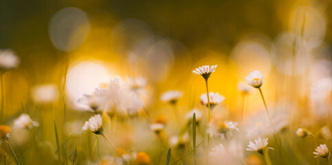 Idyllic daisy bloom. Abstract soft focus sunset field. Landscape of white flowers blur grass meadow warm golden hour sunset sunrise time. Tranquil spring summer nature closeup bokeh forest background - 609435061