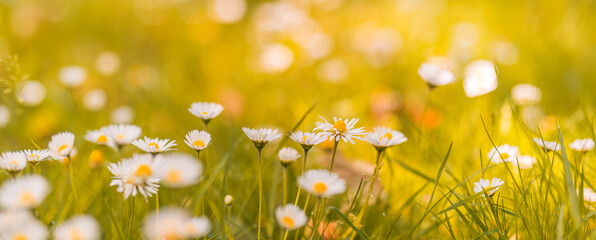 Idyllic daisy bloom. Abstract soft focus sunset field. Landscape of white flowers blur grass meadow warm golden hour sunset sunrise time. Tranquil spring summer nature closeup bokeh forest background - obrazy, fototapety, plakaty