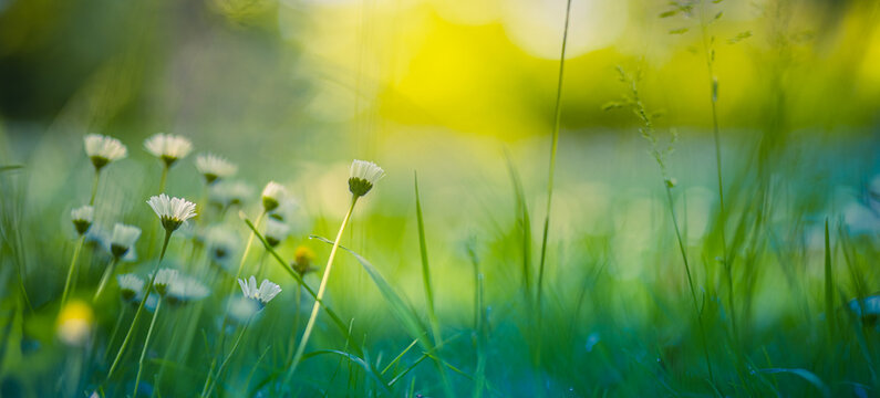 Idyllic daisy bloom. Abstract soft focus sunset field. Landscape of white flowers blur grass meadow warm golden hour sunset sunrise time. Tranquil spring summer nature closeup bokeh forest background