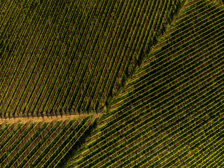 Overhead photo of vineyards in Tuscany at sunset