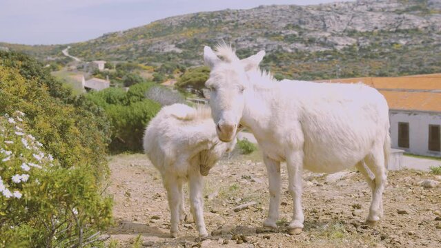 donkeys and wild horses on the island of Asinara