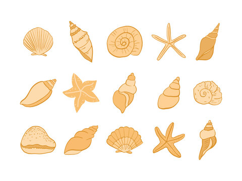 set of marine life conch, sea shell, starfish