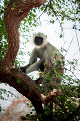 Langur Monkey sitting on a tree with closed eyes