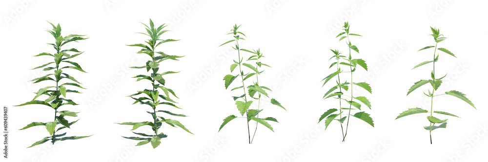 Poster set of urtica shrub tree with isolated on transparent background. png file, 3d rendering illustratio
