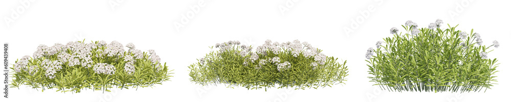 Poster set of iberis sempervirens flowers with isolated on transparent background. png file, 3d rendering i