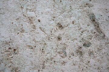 Shell rock is a sedimentary rock. One of the varieties of limestone. Consists of whole and crushed...