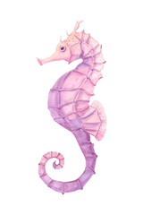 Pink Seahorse. Hand-drawn watercolor illustration on white background. Sea element.