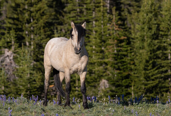 Wild Horse in the Pryor Mountains Montana in Summer