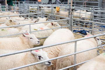 Sheep in pens at Winslow Primestock Show, Buckinghamshire