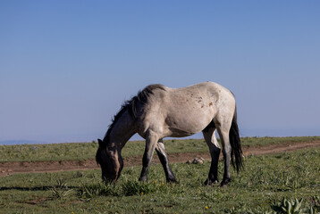 Obraz na płótnie Canvas Wild Horse in the Pryor Mountains Montana in Summer