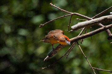 Hepatic Tanager (Piranga flava) Showing its Colors and Posing for the Camera