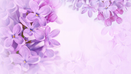 Fototapeta na wymiar Floral spring background. Lilac bouquet pink flower petals. Close-up. Nature. Lilac bunch.