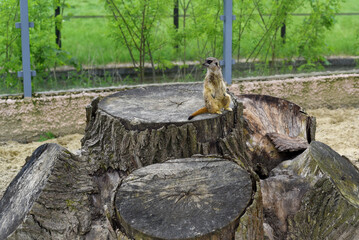 Meerkat sitting on a rock in the zoo