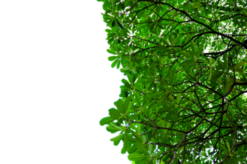 green leaves background