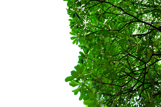 green leaves background