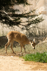Naklejka na ściany i meble Ibex walking on the rocky ground by the dead sea;valley israel