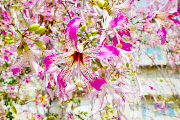 Pink flowers of the silk floss tree Ceiba speciosa, formerly Chorisia speciosa.