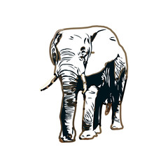 sketch of an elephant with transparent background