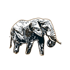 sketch of an elephant with transparent background