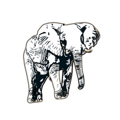 sketch of an elephant with transparent background