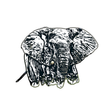 sketch of an elephant with transparent background