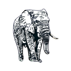 sketch of an elephant with transparent background