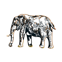 sketch of an elephant with transparent background