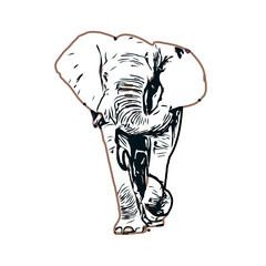 sketch of an elephant with transparent background