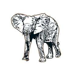sketch of an elephant with transparent background