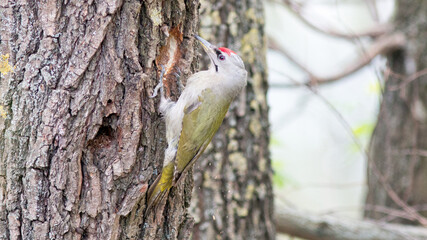 woodpecker on tree