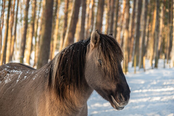 Head portrait wild konik horse in the forest on sunny winter day © Julija
