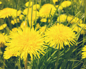 dandelions close-up. yellow dandelions in the meadow. background with blooming dandelions