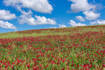 A hillside covered in the red flowers of Hedysarum coronarium, commonly called French honeysuckle, in the Tuscan countryside, near Orciano Pisano, Italy