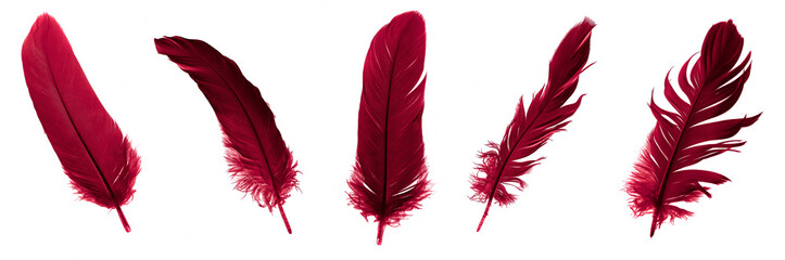 red feathers of a goose on a transparent isolated background. png	