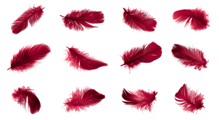 red feathers of a goose on a transparent isolated background. png	