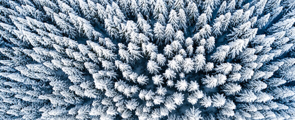 Snow covered forest, top down aerial view. Top aerial view of snow mountain landscape with trees